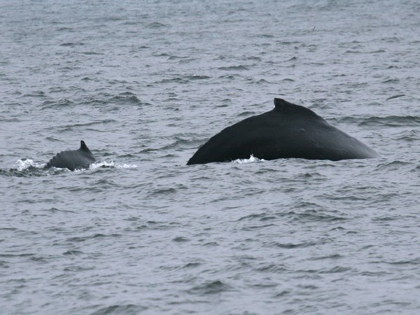 Humpback Whale and calf